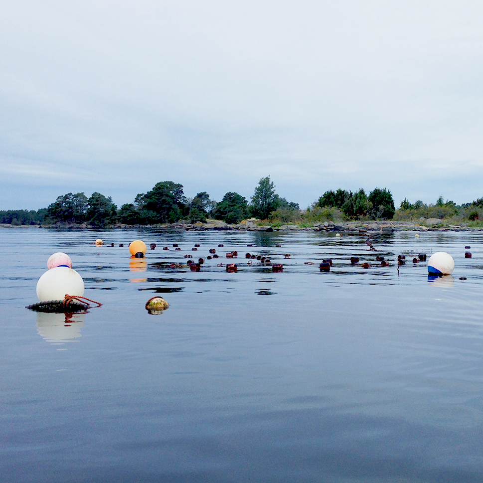 Flöten och bojar flyter på ett spegelblank vattenyta utanför Marsö. Foto av Anna Lingman.