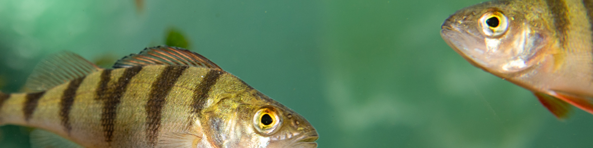 abborrar i akvarium